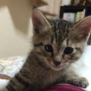 とてもかわいい猫の赤ちゃん３匹