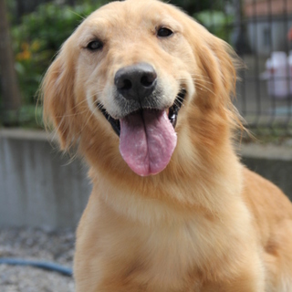 ゴールデン　5歳10か月女の子　～繁殖犬引退～