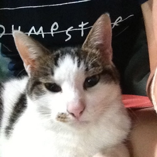 里親募集します。