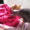 浜田動物愛護会☆マーブル☆(保護活動者)