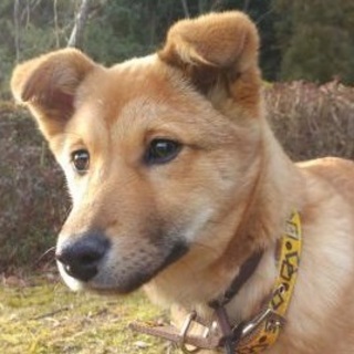 雑種♀推定4ヵ月齢のミラ♡ご家族さま決定！