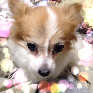 1.8キロのチワワちゃん♀の里親さん募集してます。（対応が追い付かず、締め切らせて頂きます）