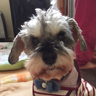 人もワンコも大好きな男の子♪