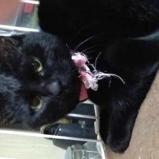 可愛い黒猫かじちゃん！