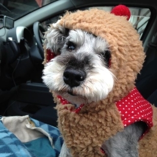 お散歩が大好きな男の子♪