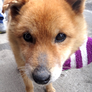 童顔で小柄なミックス　ポン吉くん！