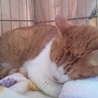 障害あり綺麗な茶白猫猫 サムネイル2