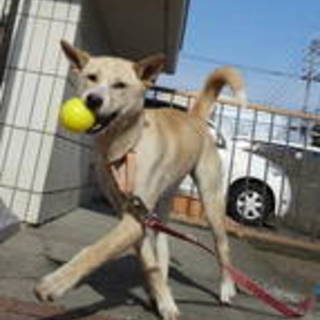 ８か月バロンちゃん