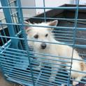 この子の命を救ってください。