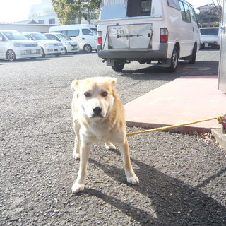 妊娠判明！！団体で保護しました。