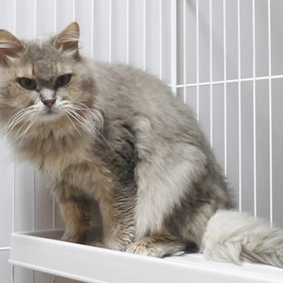 チンチラ系長毛MIX♂じろう君 