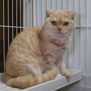 【面会が入っています】スコテッシュホールド♀ あゆちゃん 