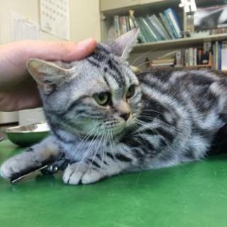 元繁殖業者 多頭飼育崩壊の猫達　アメショーNo3