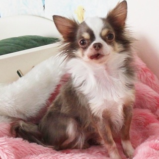 ロングチワワの女の子