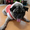 「バブちゃん」パグ推定６歳♀ サムネイル2