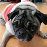 「バブちゃん」パグ推定６歳♀ サムネイル3
