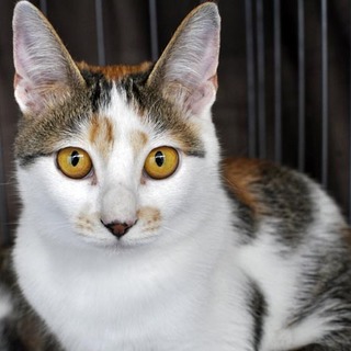 三毛猫の祭ちゃん♪