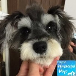 「マハロ」推定８ヶ月♂