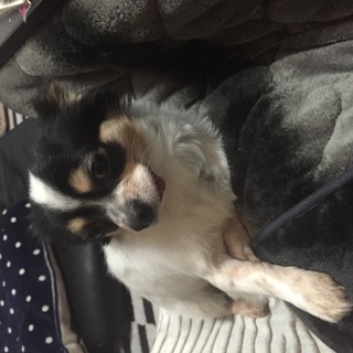 ロングコートチワワ