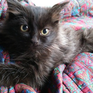 可愛いいくろねこちやん、長毛でふ