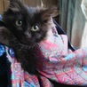 可愛いいくろねこちやん、長毛でふ サムネイル2