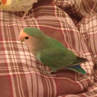 コザクラインコ