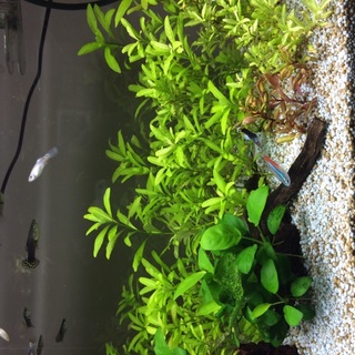 グッピーライフ