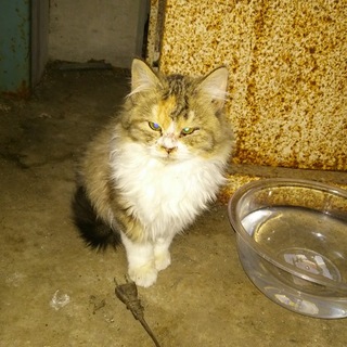 三毛猫です♪優しい里親先が見つかりました‼