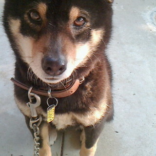 黒柴の”あおい”です！