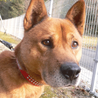 収容犬 りき　ちょっぴり繊細です。