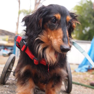 本当の家族を2年探しています。