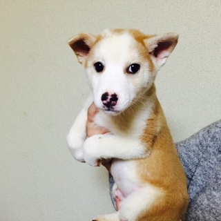 【決定】美系男子茶白mix☆