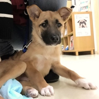 【決定】可愛い茶黒mix子犬♂♪