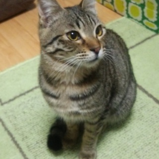 【急ぎ】甘えん坊の男の子です！