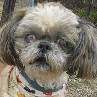 決定しました！有難うございました！