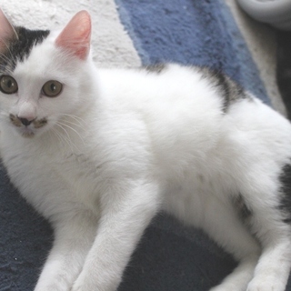 半長毛ふわふわ：センター保護子猫