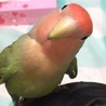 コザクラインコ サムネイル2