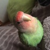 コザクラインコ サムネイル3