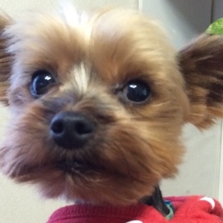 声を失った小さな体で元気元気！カカオ君