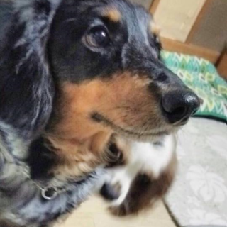 人が大好き♡ダックスマーブル色の6歳の男の子♪