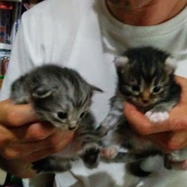 アメリカンカールのお父さんのカバー写真