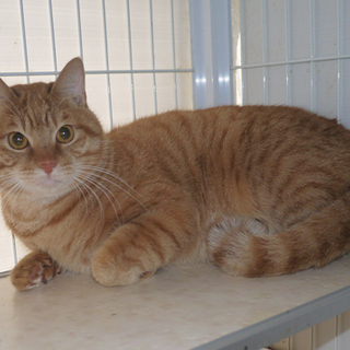 茶トラ♂ せっ君 