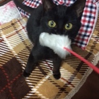 黒猫の子猫♀　里親募集！！