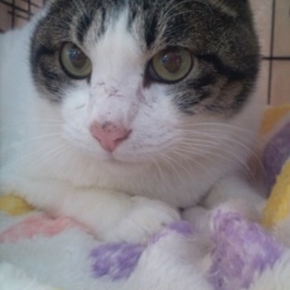 センター引き出しキジ白