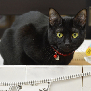 大人しい黒猫女子はなちゃん