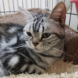 多頭飼育崩壊の猫　アメショーNo6の幸せ探し