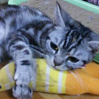 多頭飼育崩壊の猫達アメショーNo12の幸せ探し