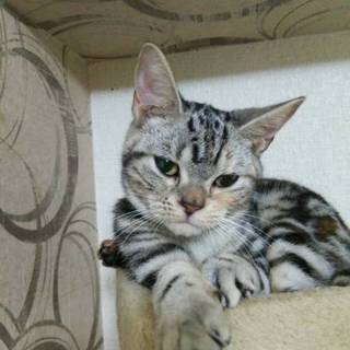 多頭飼育崩壊の猫達アメショーNo14の幸せ探し