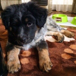 )飼い主のアレルギー発症により飼えなくなりました