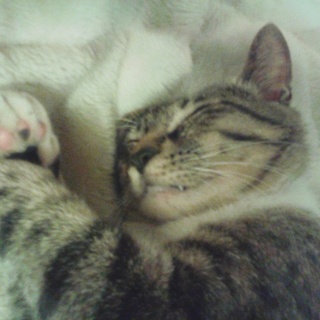 ちゃちびが長く幸せでいれますように…